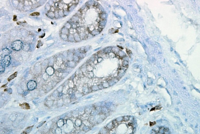 HSP90 Antibody in Immunohistochemistry (PFA fixed) (IHC (PFA))