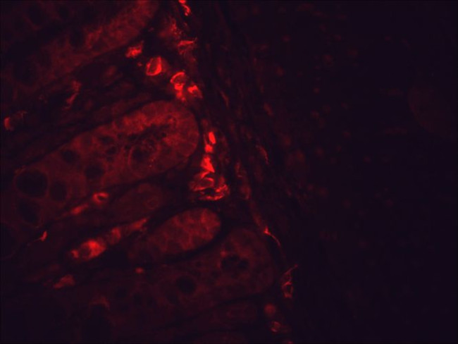 HSP90 Antibody in Immunohistochemistry (PFA fixed) (IHC (PFA))