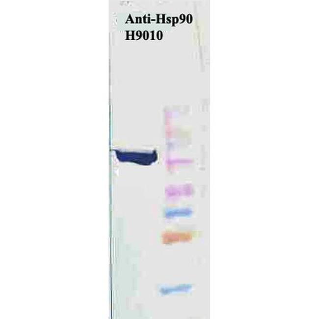 HSP90 Antibody in Western Blot (WB)