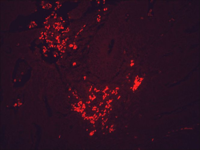 HSP90 Antibody in Immunohistochemistry (PFA fixed) (IHC (PFA))