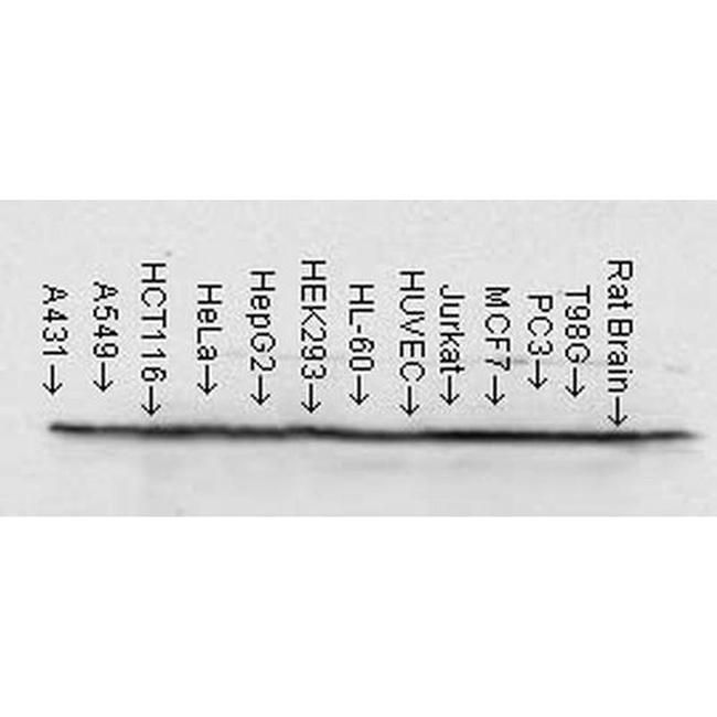 HSP90 Antibody in Western Blot (WB)