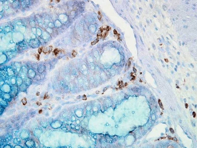 HSP90 alpha Antibody in Immunohistochemistry (PFA fixed) (IHC (PFA))