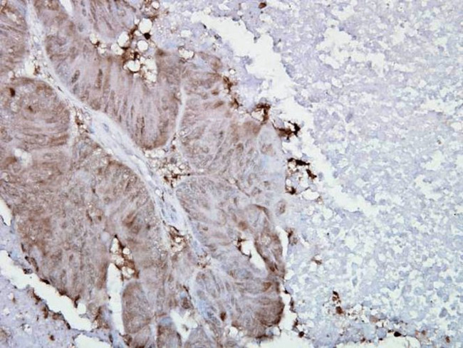 HSP90 alpha Antibody in Immunohistochemistry (PFA fixed) (IHC (PFA))