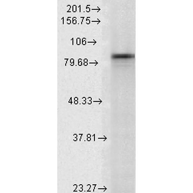 HSP90 alpha Antibody in Western Blot (WB)