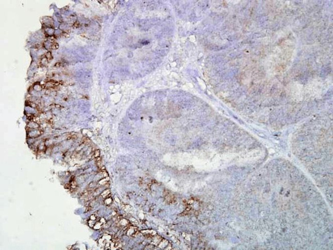 HSP90 Antibody in Immunohistochemistry (PFA fixed) (IHC (PFA))