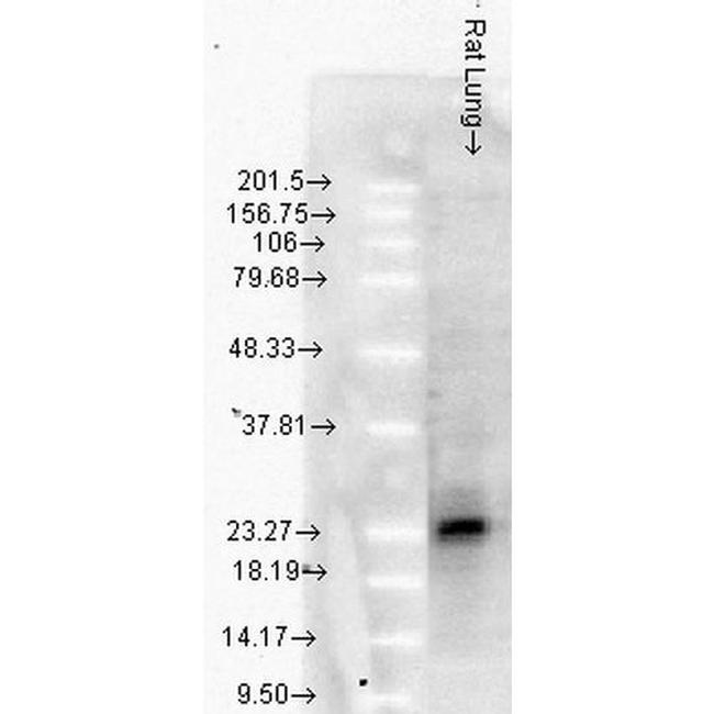 HSP27 Antibody in Western Blot (WB)