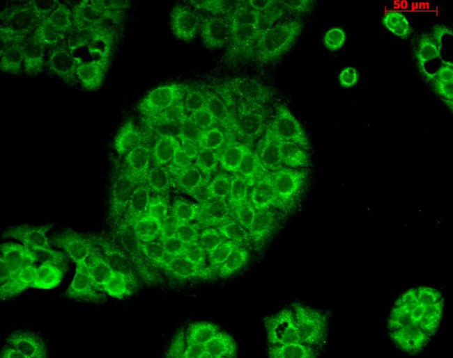 CD74 Antibody in Immunocytochemistry (ICC/IF)