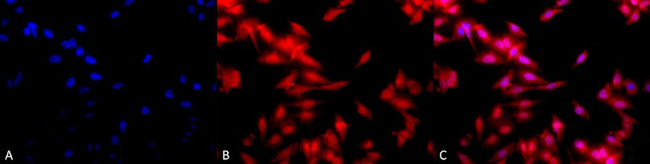 HSF1 Antibody in Immunocytochemistry (ICC/IF)