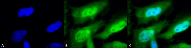 HSF1 Antibody in Immunocytochemistry (ICC/IF)