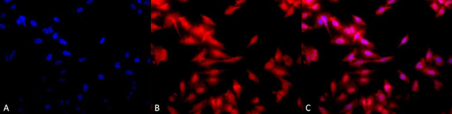 HSF1 Antibody in Immunocytochemistry (ICC/IF)