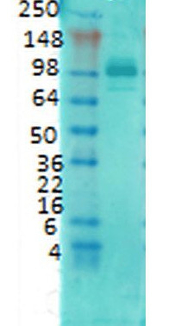 PSD-95 Antibody in Western Blot (WB)