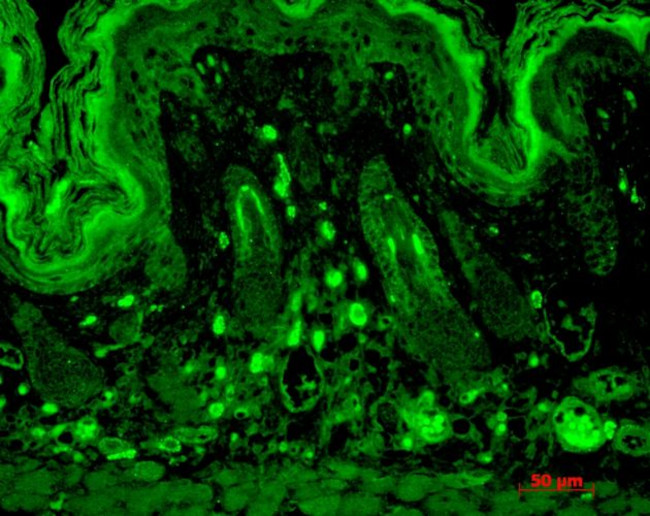 PSD-95 Antibody in Immunohistochemistry (Paraffin) (IHC (P))