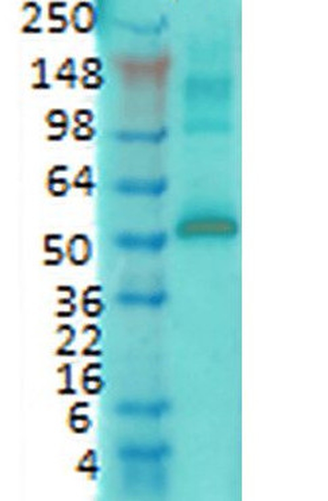 CaMKII alpha Antibody in Western Blot (WB)