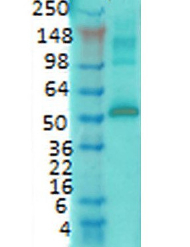 CaMKII alpha Antibody in Western Blot (WB)