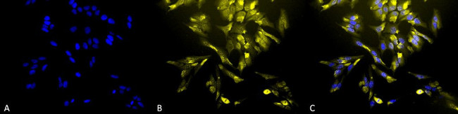 HO-1 Antibody in Immunocytochemistry (ICC/IF)