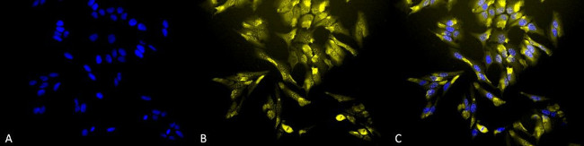 HO-1 Antibody in Immunocytochemistry (ICC/IF)