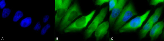 HSP90 alpha/beta Antibody in Immunocytochemistry (ICC/IF)