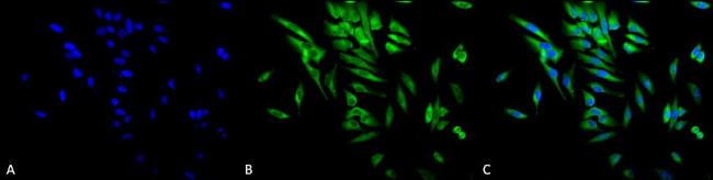 HSP90 alpha/beta Antibody in Immunocytochemistry (ICC/IF)