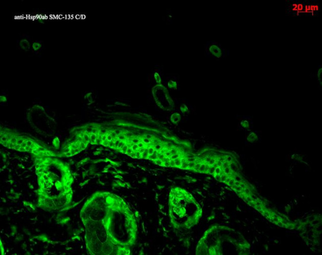 HSP90 alpha/beta Antibody in Immunohistochemistry (Paraffin) (IHC (P))