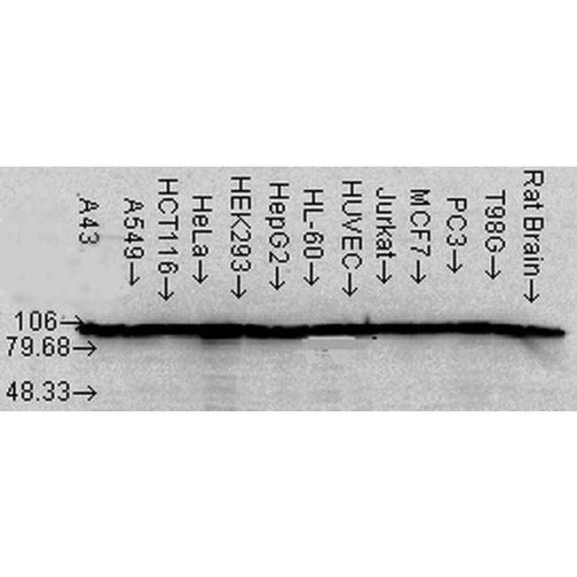 HSP90 alpha/beta Antibody in Western Blot (WB)