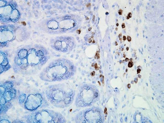 HSP90 Antibody in Immunohistochemistry (PFA fixed) (IHC (PFA))