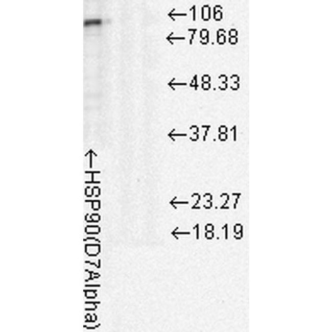 HSP90 Antibody in Western Blot (WB)