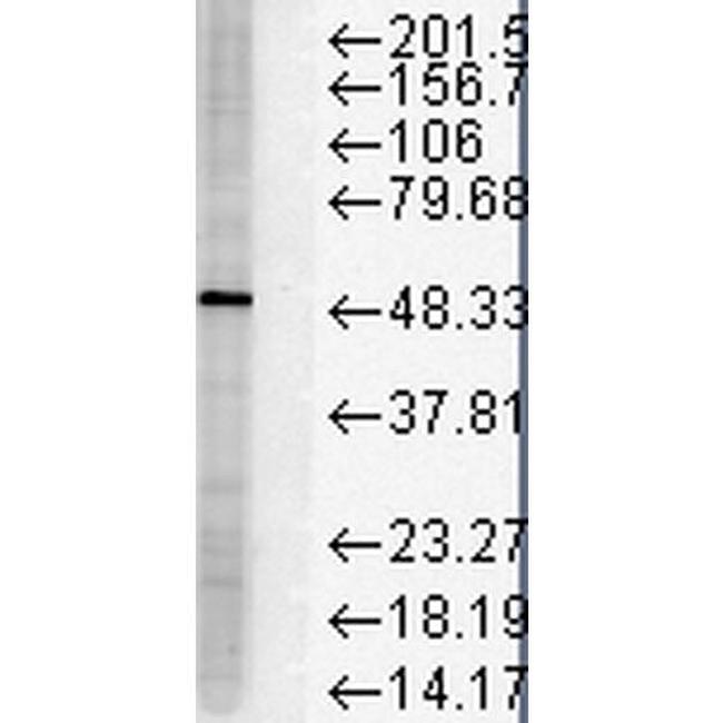 FKBP5 Antibody in Western Blot (WB)