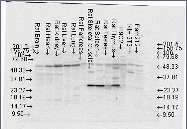 FKBP4 Antibody in Western Blot (WB)