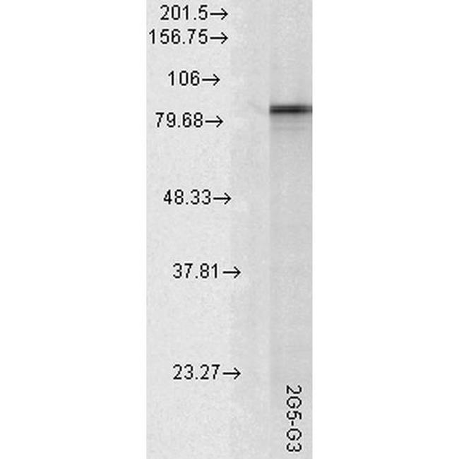 HSP90 alpha Antibody in Western Blot (WB)