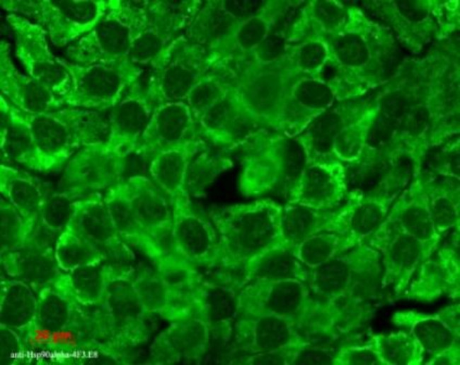 HSP90 Antibody in Immunocytochemistry (ICC/IF)