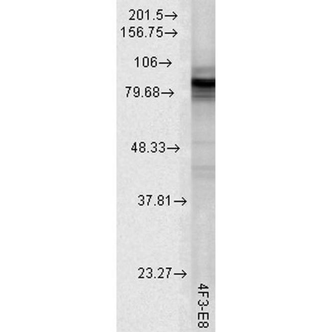 HSP90 Antibody in Western Blot (WB)