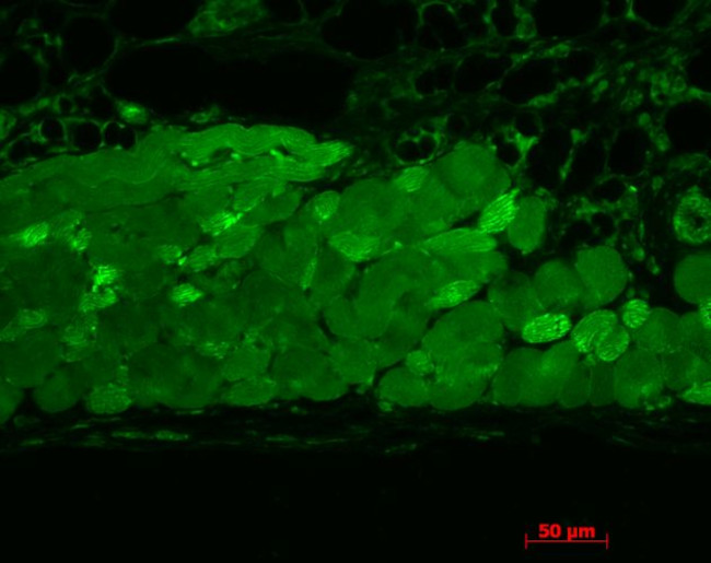 HSP90 Antibody in Immunohistochemistry (Paraffin) (IHC (P))