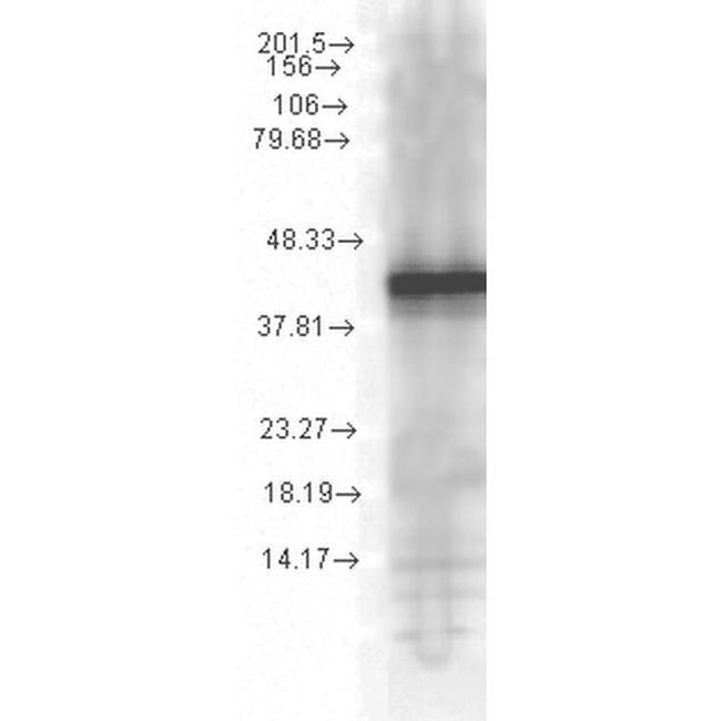 HSP40 Antibody in Western Blot (WB)