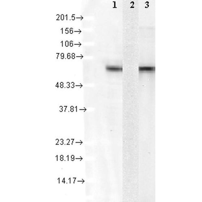 HSC70 Antibody in Western Blot (WB)