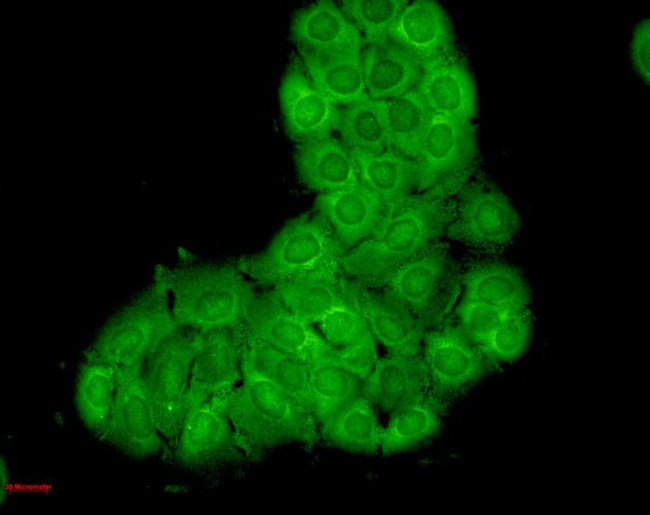 HSC70 Antibody in Immunocytochemistry (ICC/IF)