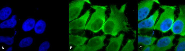 HSC70 Antibody in Immunocytochemistry (ICC/IF)