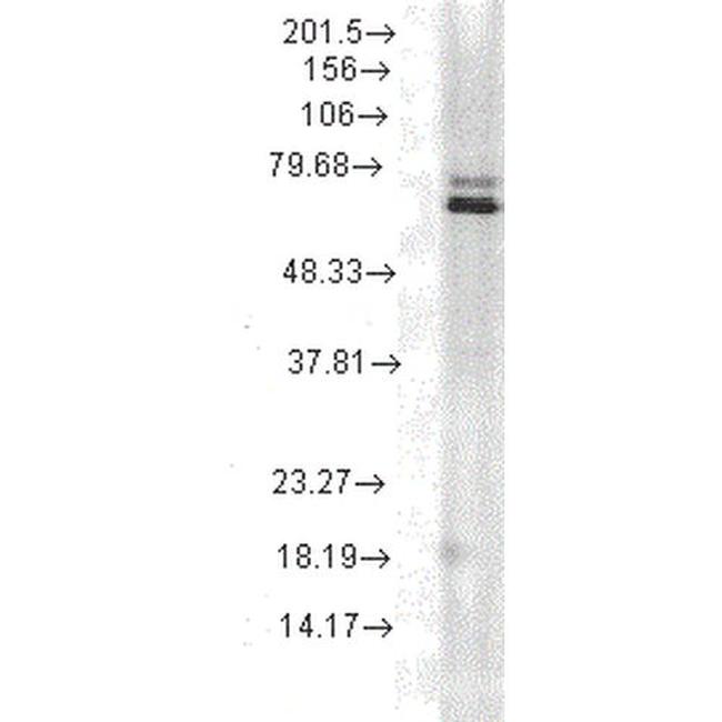 HSP70 Antibody in Western Blot (WB)