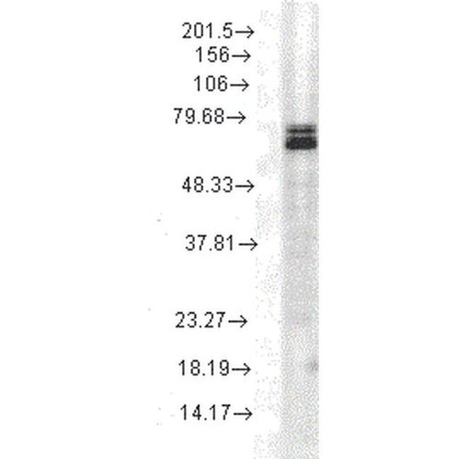 HSP70 Antibody in Western Blot (WB)