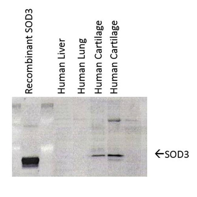 SOD3 Antibody in Western Blot (WB)