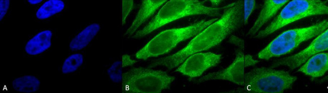 ERp57 Antibody in Immunocytochemistry (ICC/IF)