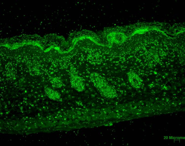 ERp57 Antibody in Immunohistochemistry (Paraffin) (IHC (P))