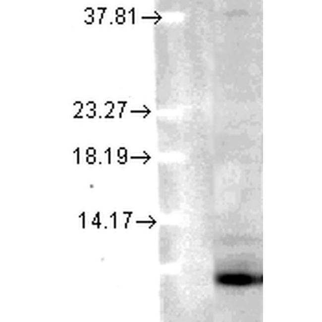 Ubiquitin Antibody in Western Blot (WB)