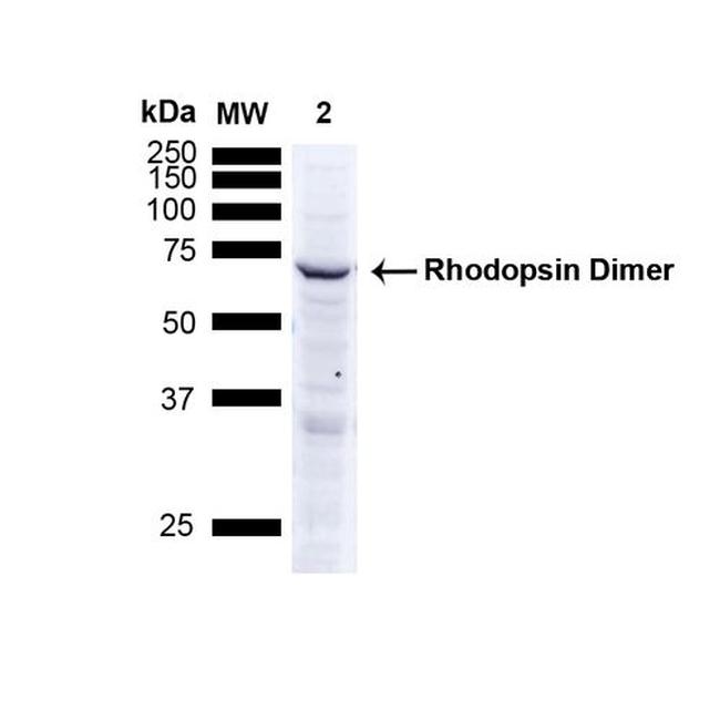 Rhodopsin Antibody in Western Blot (WB)