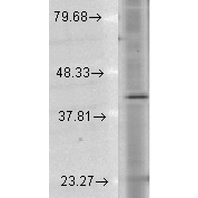 Rhodopsin Antibody in Western Blot (WB)