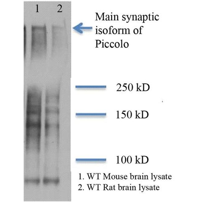 PCLO Antibody in Western Blot (WB)