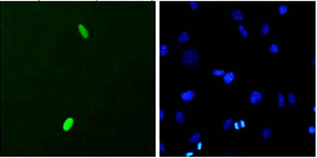 DUX4 Antibody in Immunocytochemistry (ICC/IF)