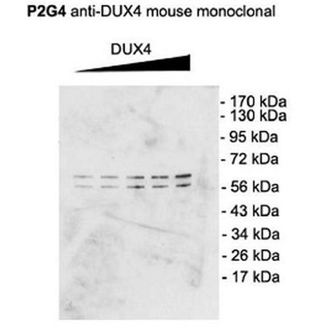 DUX4 Antibody in Western Blot (WB)