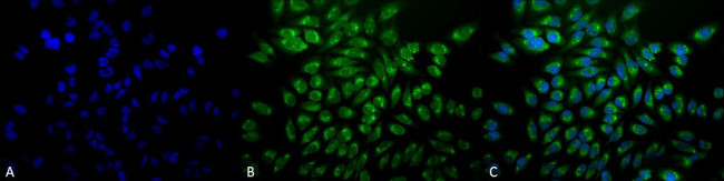 GRP78 Antibody in Immunocytochemistry (ICC/IF)