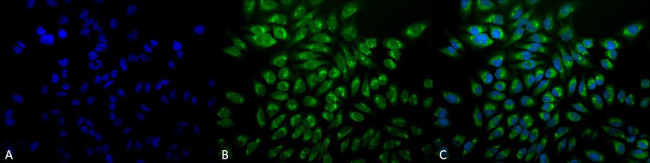 GRP78 Antibody in Immunocytochemistry (ICC/IF)