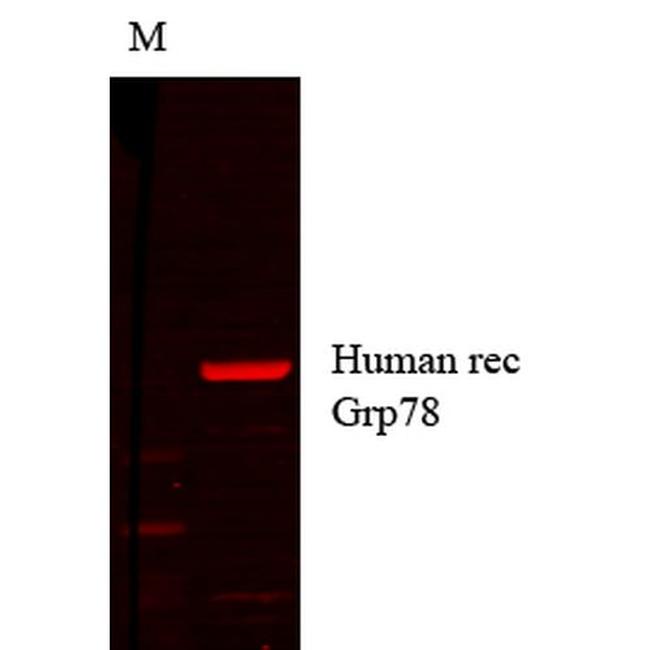 GRP78 Antibody in Western Blot (WB)